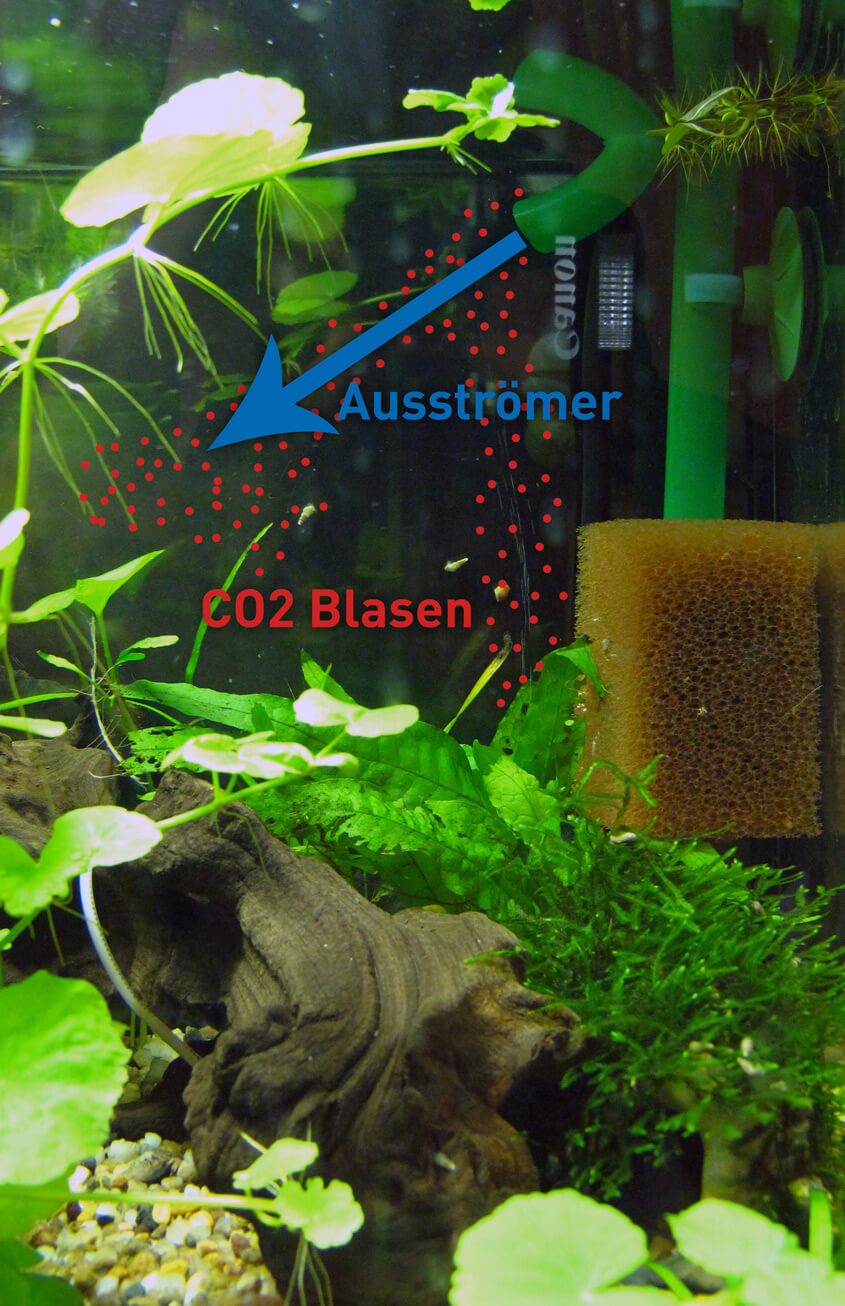 Beste Platzierung eines CO2-Diffusors im Aquarium –