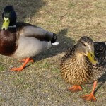 Entenpärchen im Heiligensee in Potsdam